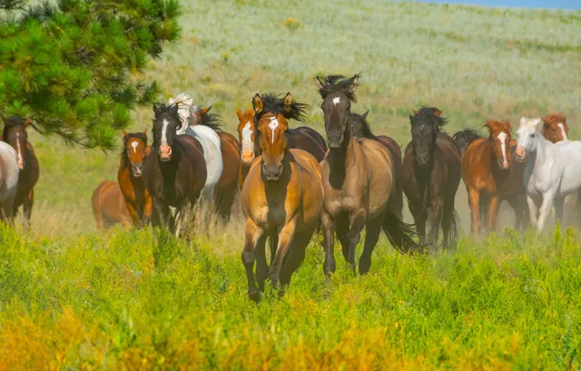Black Hills Wild Horse Sanctuary