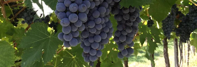 La Pesenata - Società agricola