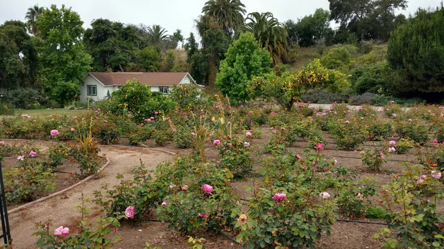Rose Story Farm