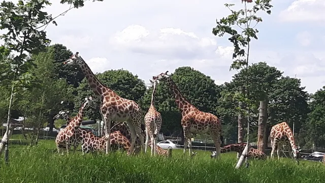 The Safari Lodge- Woburn Safari Park