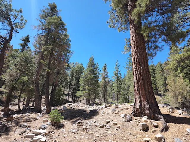 San Bernardino National Forest