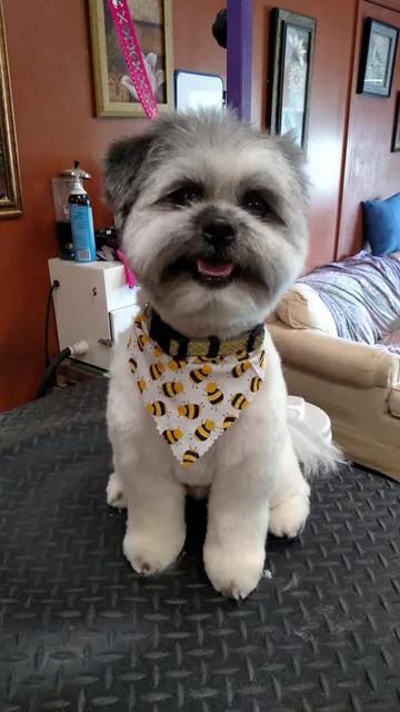 Animal House Pet Spa