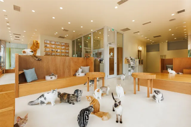 Cat Café MOFF Aeon Mall Hamamatsu Shitoro