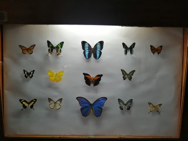 Insect Museum - Insectarium