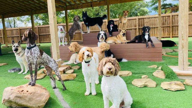 Hounds Hideaway Rogers