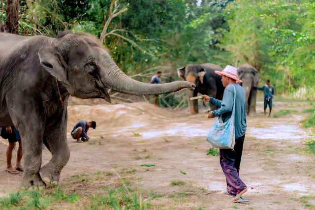 The Lake Phuket Elephant Home Ethical Sanctuary