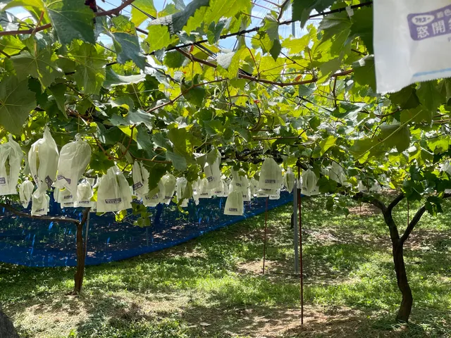 Fuji Vineyard Co., Ltd.The self picking farm.