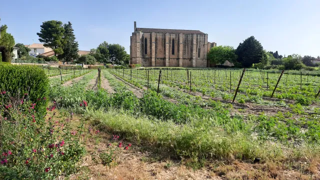 Camping municipal Loupian