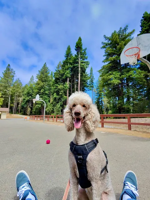 Alameda See Spot Run