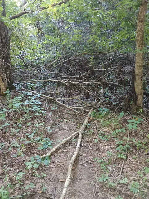 Jenny Ridge Picnic Area at Land Between the Lakes