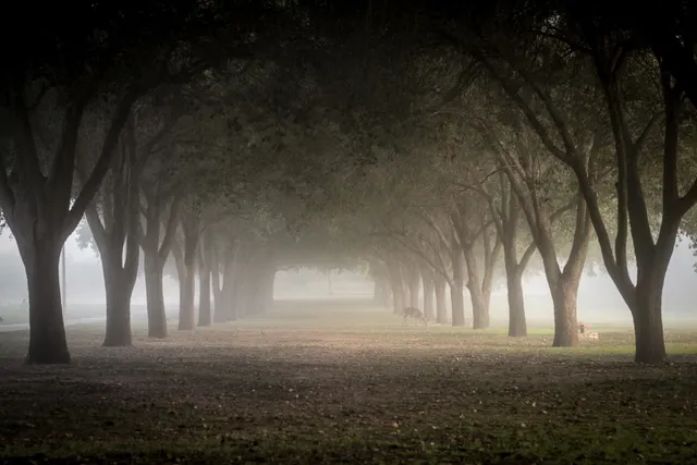 Texas A&M International University