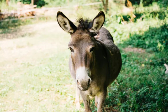 Gîtes*** charme et nature: le brin de paille
