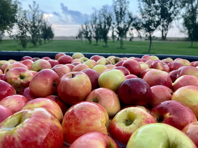 The Pumpkin Patch at Blackshire Farms