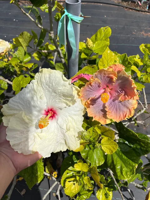Hibiscus Lady Nursery