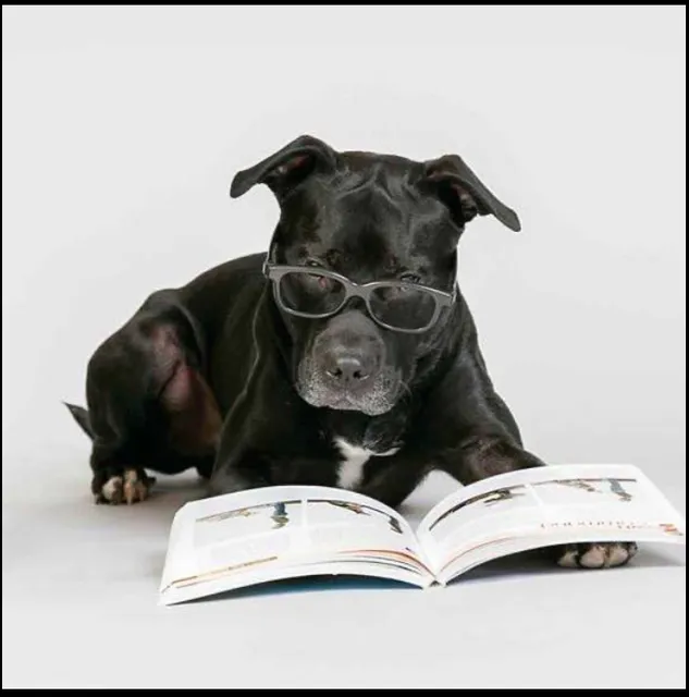 The Doghouse - A Canine Academy