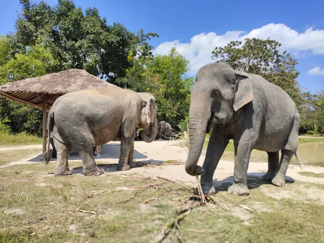 មណ្ឌលអភិរក្សសត្វដំរី