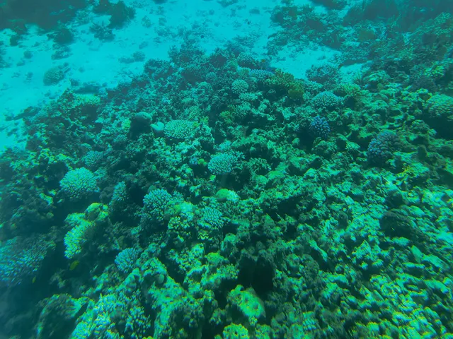 Royal Sea scope - Dahab Sunmarine