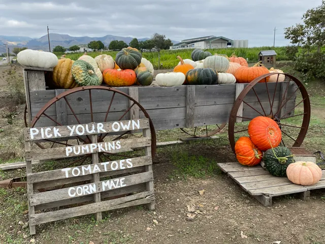 The Pumpkin Patch