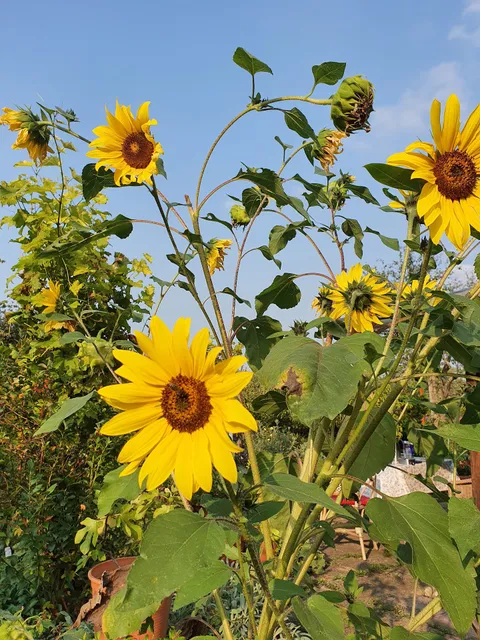 Kleingartenverein Friedenau eV