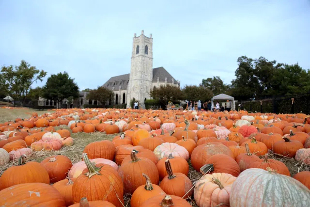 Pumpkin Patch