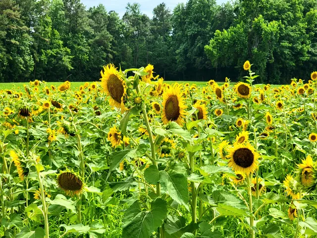 Raised In A Barn Farm