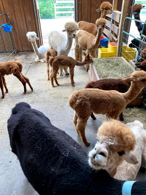 Buck Brook Alpacas