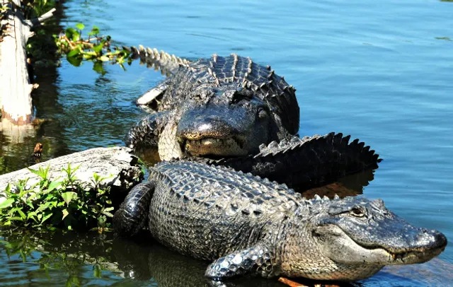 Champagne's Cajun Swamp Tours / Only store with facilities and restrooms on Lake Martin, Louisiana
