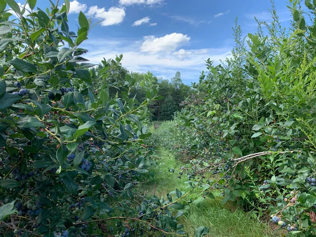 Castle Berries U-Pick Blueberries