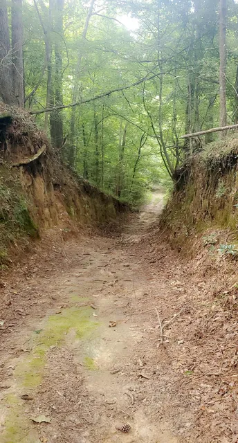 Tunica Hills WMA Trail A