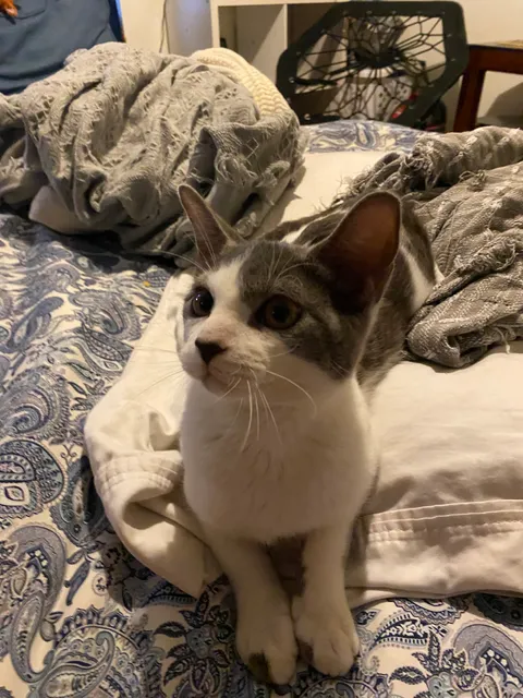 Palm Beach County Animal Care and Control