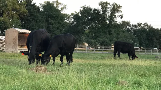 Blessings Ranch (Formerly Aitken Farm & Ranch)