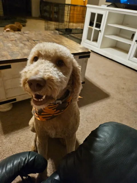 Bella's House of Doodles LLC