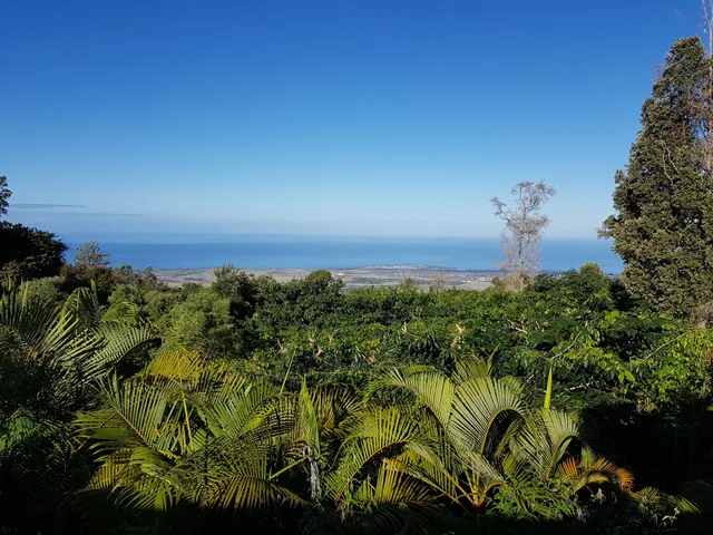 Lyman Kona Coffee Farms