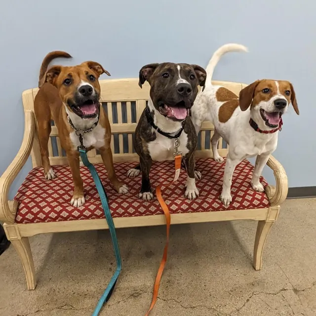 Heartland Animal Shelter