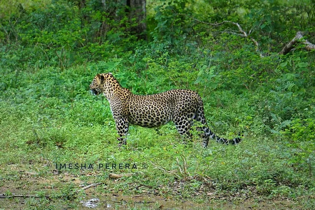 Yala National Park Sri Lanka
