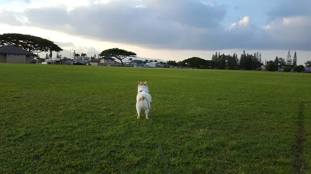 Michael S. Nakamura Neighborhood Park