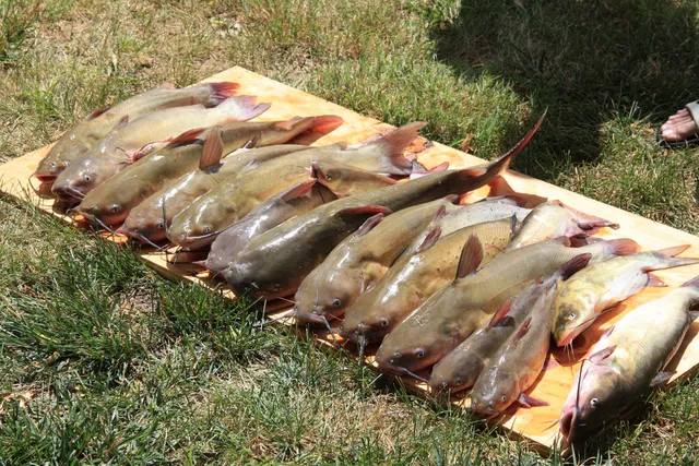 Don's Guide Services