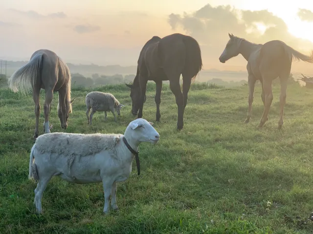 Maverick Horseback Riding
