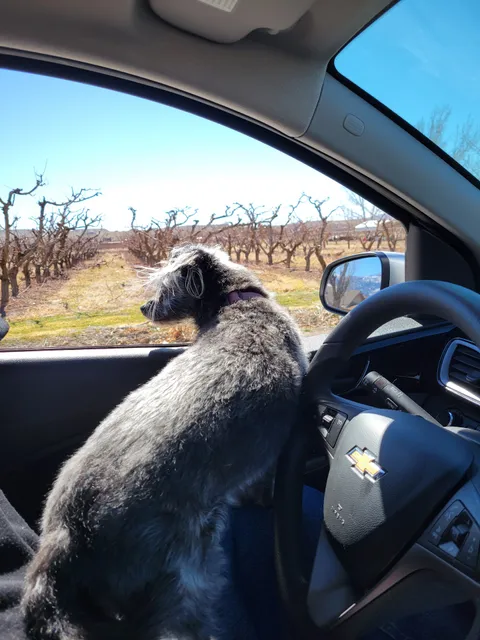 C & R Farms-Palisade Peaches