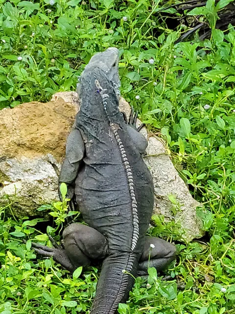 Queen Elizabeth II Botanic Park