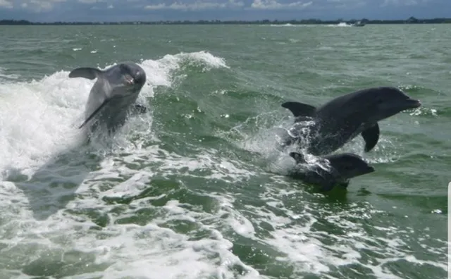 Anna Maria Yacht Charters LLC