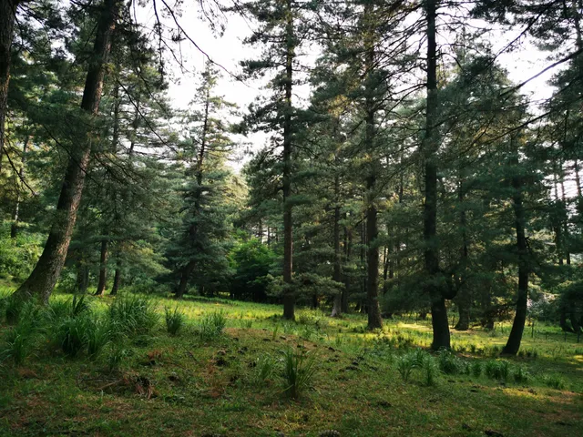Eco Park, Tral Wildlife Sanctuary, Shikargah
