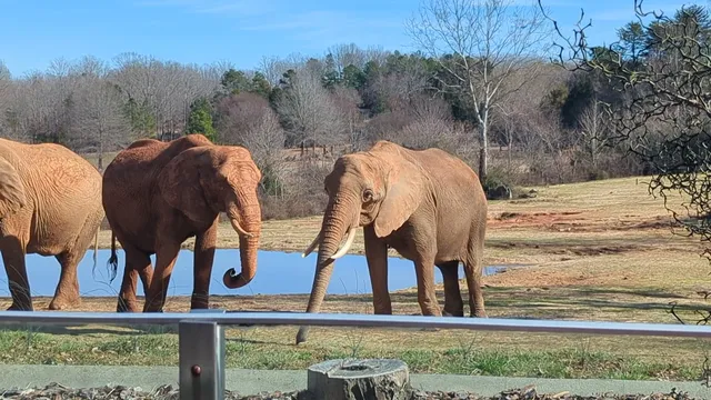 Elephant Exhibit