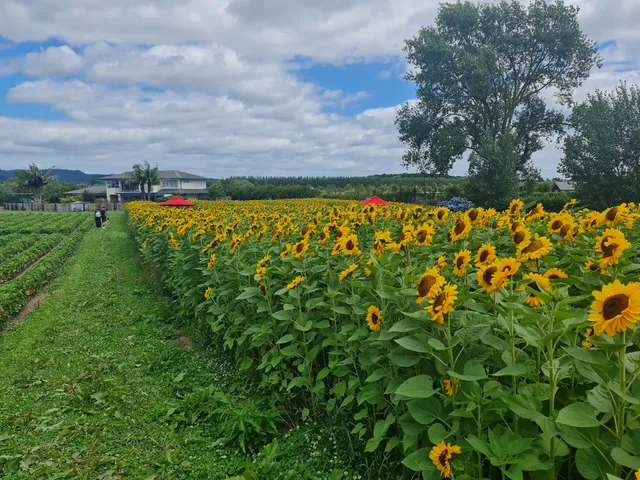Clevedon Strawberries