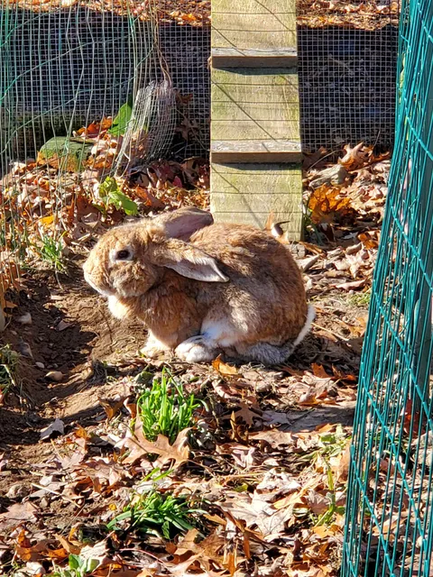Natick Community Organic Farm