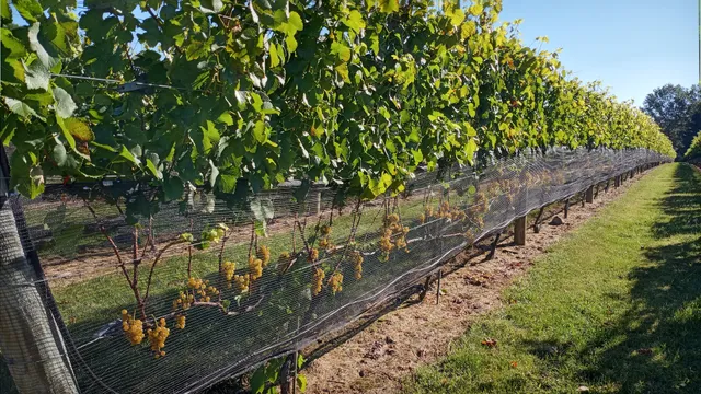 The Federal Twist Vineyard