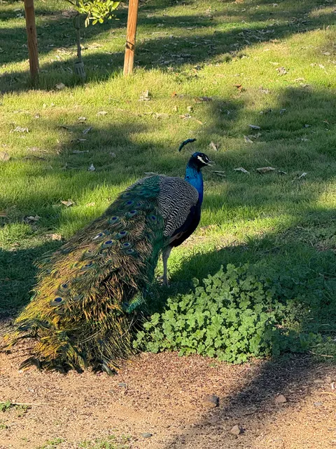 Glendale Historical Society