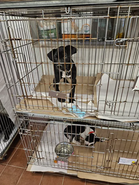 North Shore Animal League America