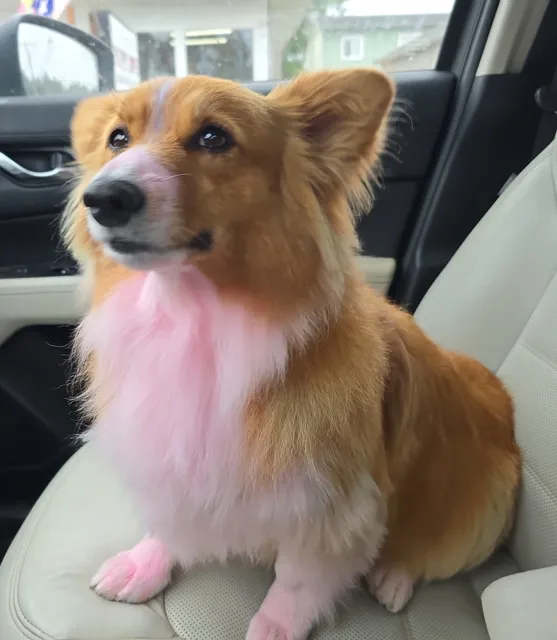 Puppy Love Grooming-Supplies