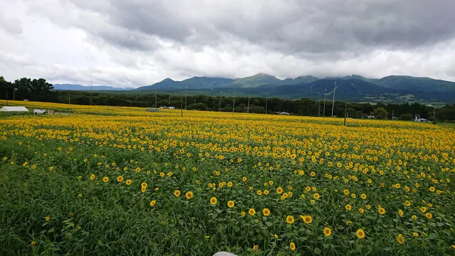 Nasu Heartful Farm Flower Garden